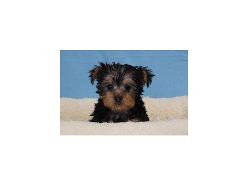 Silky Terrier-DOG-Male-Black / Tan-1978137-My Next Puppy