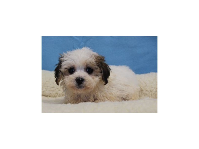 Havanese/Bichon-DOG-Male-Sable / White-1978150-My Next Puppy