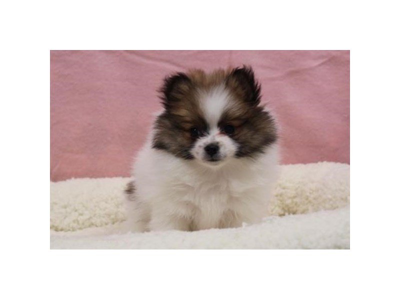 Pomeranian-DOG-Female-Sable / White-1978159-My Next Puppy