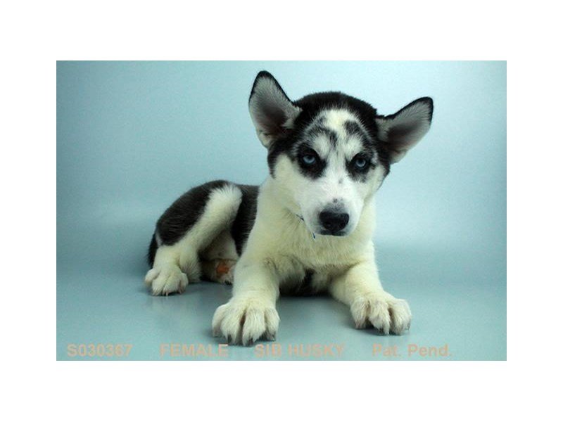 Siberian Husky-DOG-Female-BLK & WH-1981967-My Next Puppy