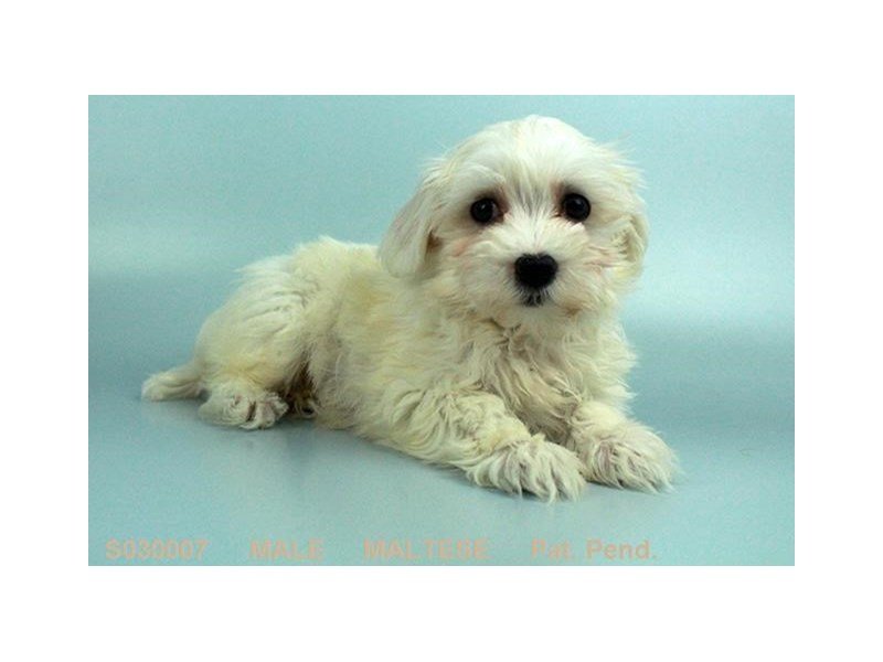 Maltese-DOG-Male-WH-1981968-My Next Puppy
