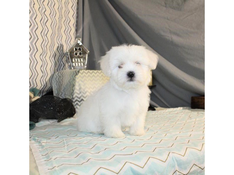 Maltese-DOG-Male-White-1987041-My Next Puppy