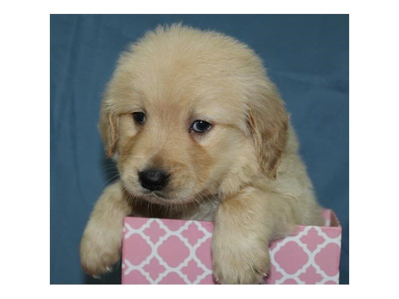 Golden Retriever-DOG-Female-Cream-1987322-My Next Puppy