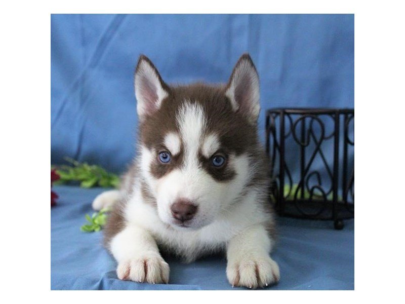 Siberian Husky-DOG-Male-Red / White-1987335-My Next Puppy