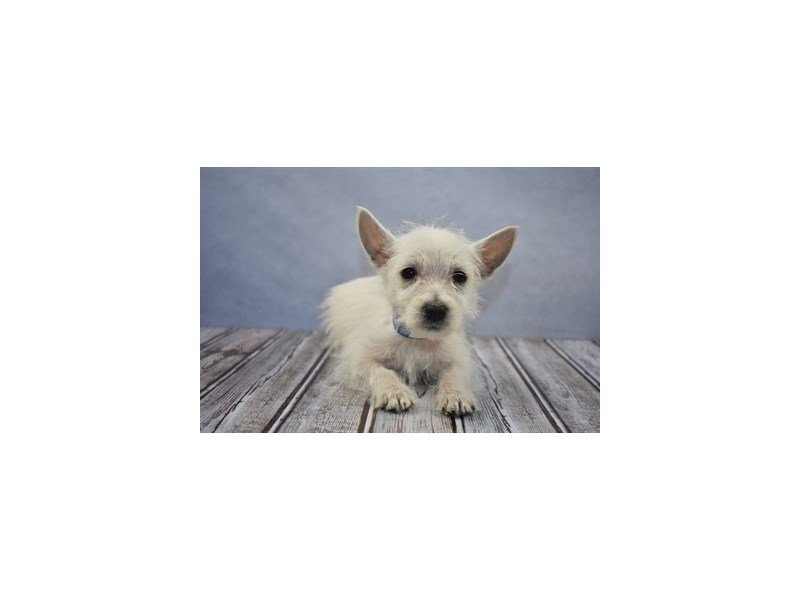 West Highland White Terrier-DOG-Male-White-1935854-My Next Puppy