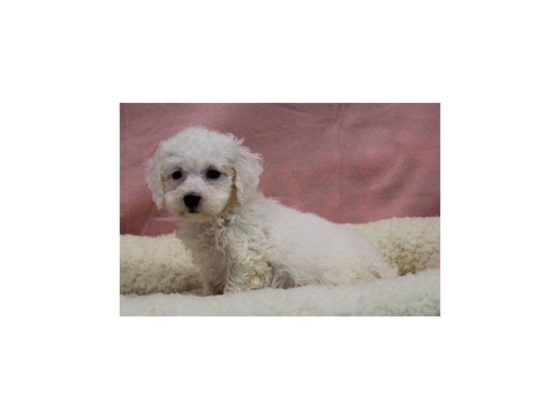 Bichon Frise-DOG-Female-White-1968986-My Next Puppy