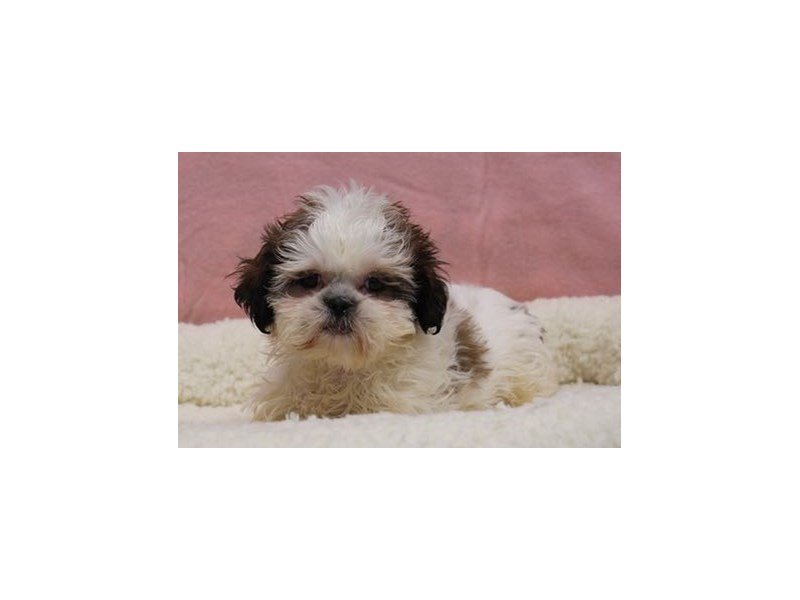 Shih Tzu-DOG-Female-Brindle / White-1968994-My Next Puppy