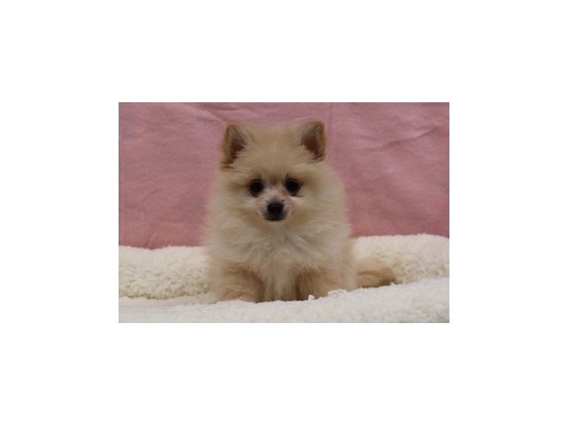 Pomeranian-DOG-Female-Cream-1969002-My Next Puppy
