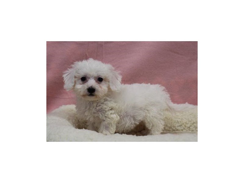 Bichon Frise-DOG-Female-White-1978158-My Next Puppy