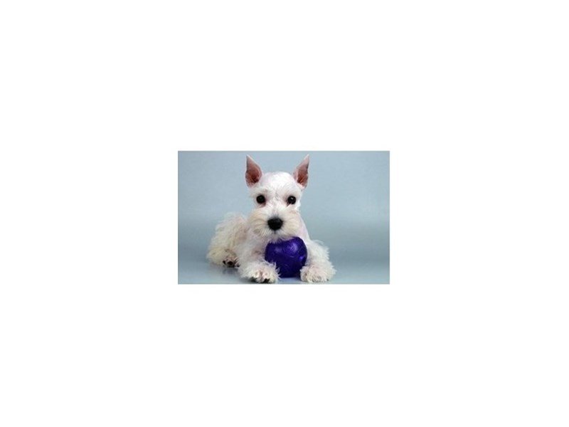 Miniature Schnauzer-DOG-Female-White-1978133-My Next Puppy