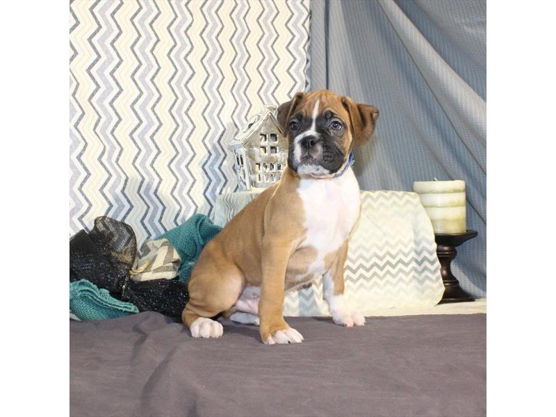 Boxer-DOG-Male-Fawn / White-1987040-My Next Puppy