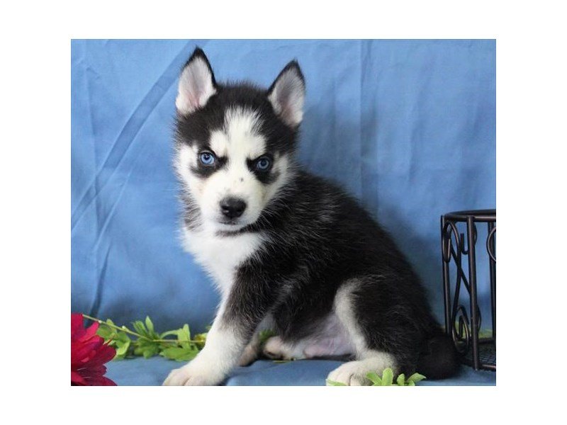 Siberian Husky-DOG-Male-Black / White-1987331-My Next Puppy