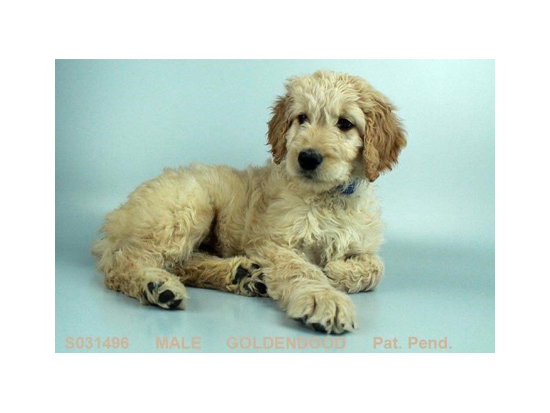 Goldendoodle-DOG-Male-CR-1992168-My Next Puppy