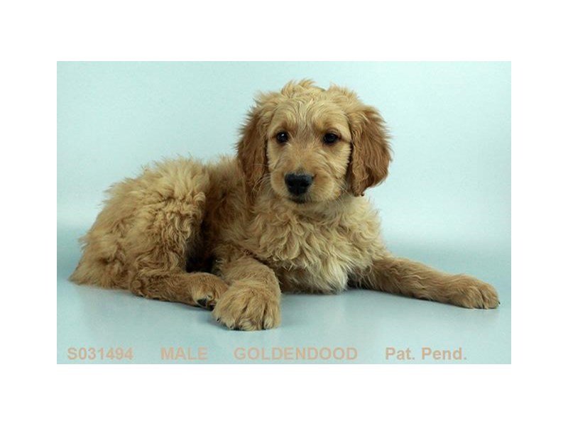 Goldendoodle-DOG-Male-GLDN BRDL-1992169-My Next Puppy