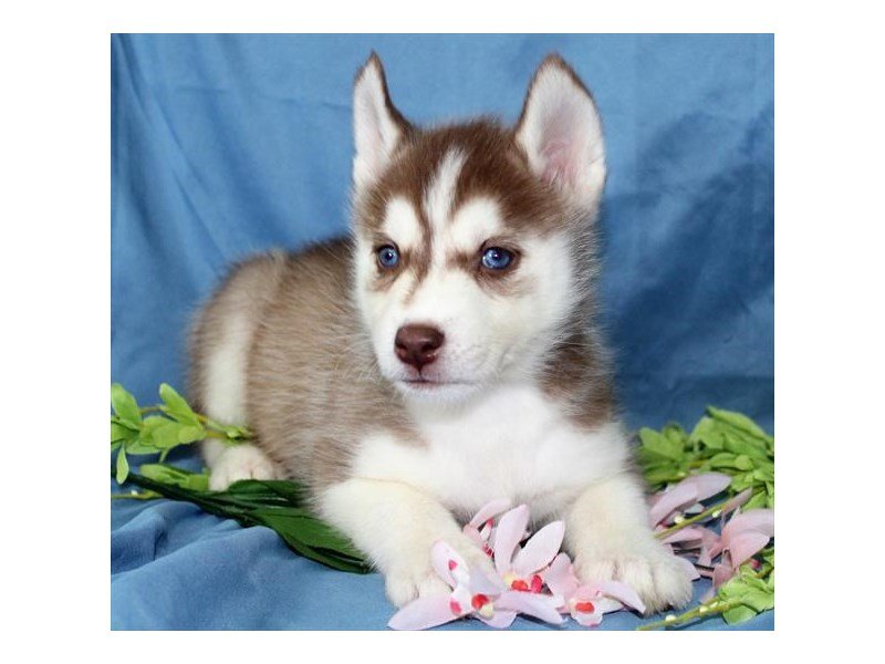 Siberian Husky-DOG-Female-Red / White-1994024-My Next Puppy