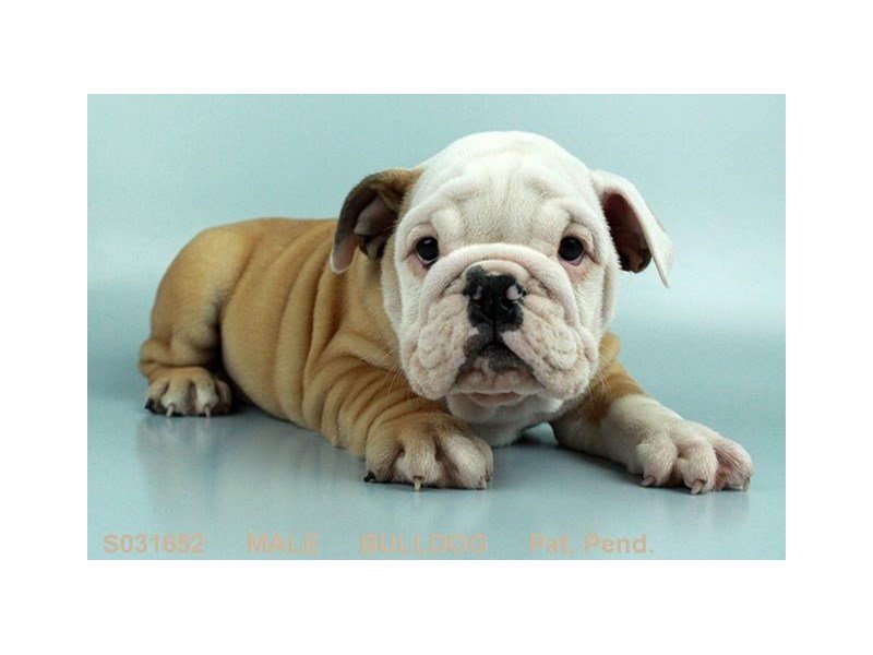 English Bulldog-DOG-Male-FN & WH-1997893-My Next Puppy