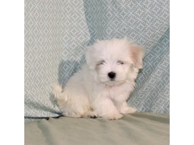 Maltese-DOG-Male-White-1998457-My Next Puppy