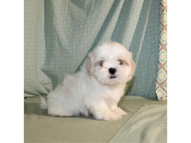 Shih Tzu-DOG-Male-White / Cream-1998460-My Next Puppy