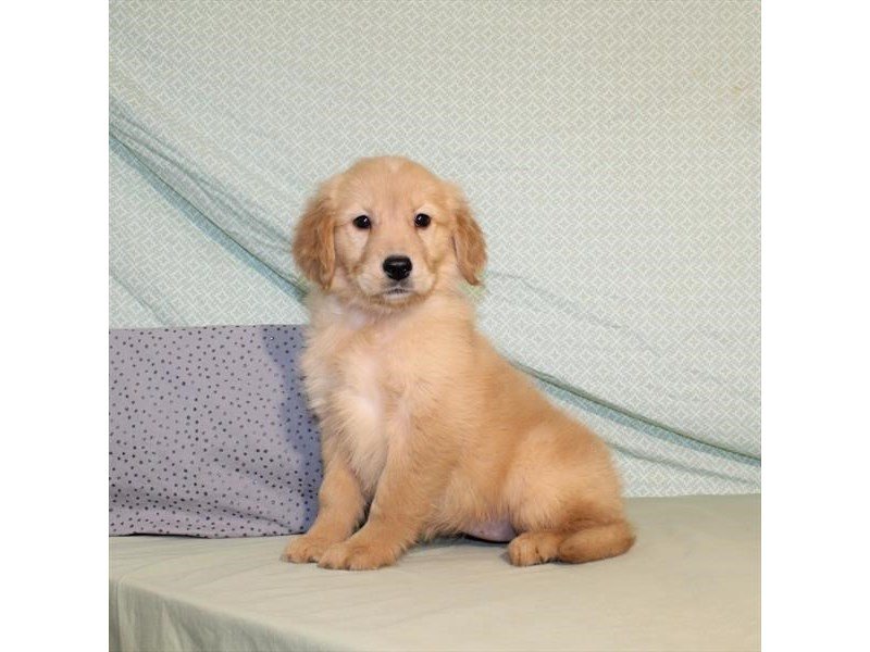 Golden Retriever-DOG-Female-Golden-1998461-My Next Puppy