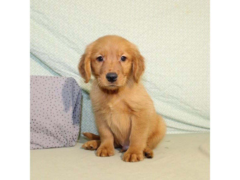 Golden Retriever-DOG-Male-Dark Golden-1998462-My Next Puppy