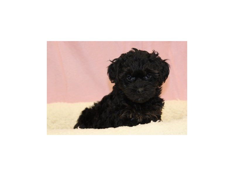 Yorkie/Poodle-DOG-Female-Black / Tan-1998468-My Next Puppy