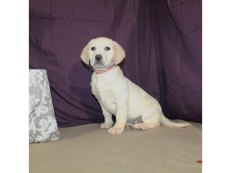 Labrador Retriever-DOG-Male-Yellow-2009219-My Next Puppy