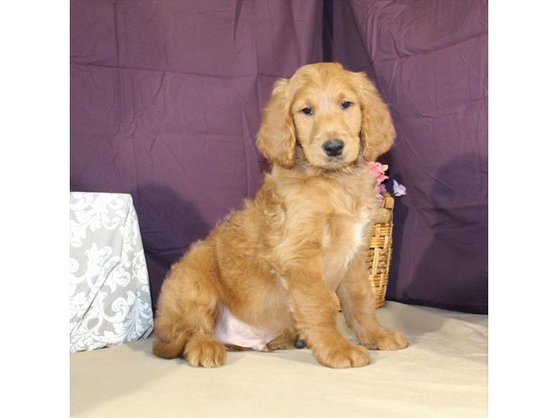 Poodle/Golden Retriever-Male-Dark Golden-2009226-My Next Puppy