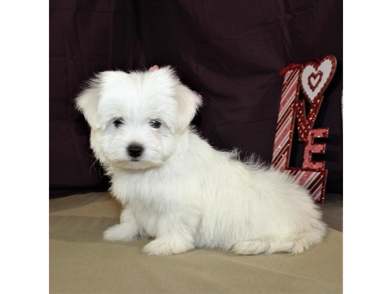 Maltese-DOG-Male-White-2009352-My Next Puppy