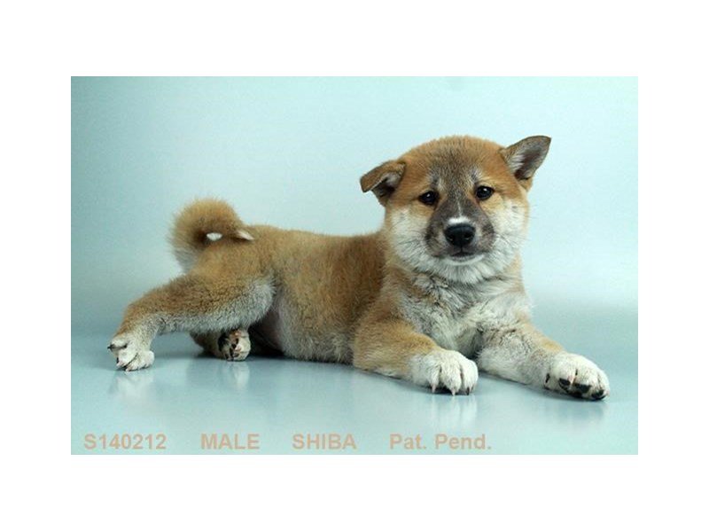 Shiba Inu-DOG-Male-RD:WH MKGS-2013791-My Next Puppy