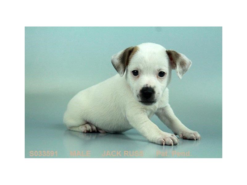 Jack Russell Terrier-DOG-Male-WH:TN MKGS-2013792-My Next Puppy