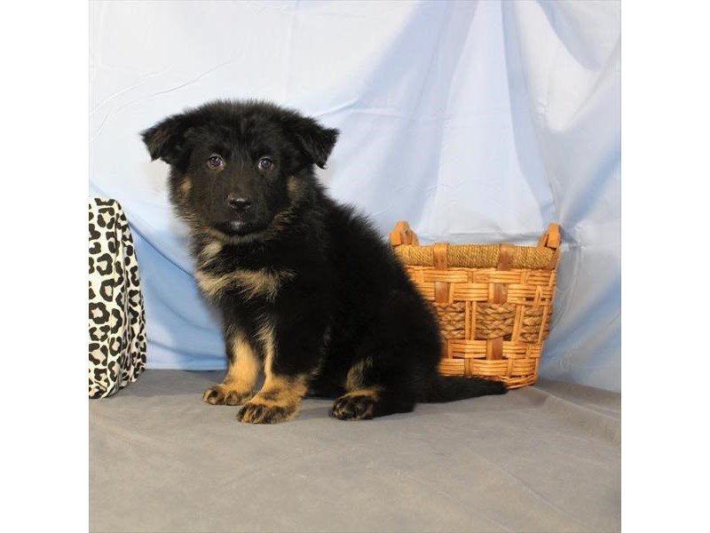 German Shepherd Dog-DOG-Female-Black / Tan-2014216-My Next Puppy