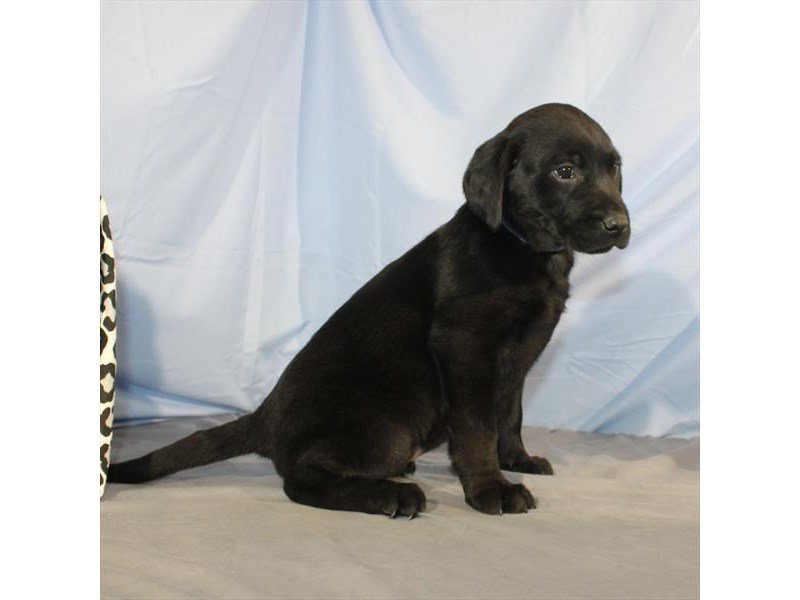 Labrador Retriever-DOG-Female-Black-2014220-My Next Puppy