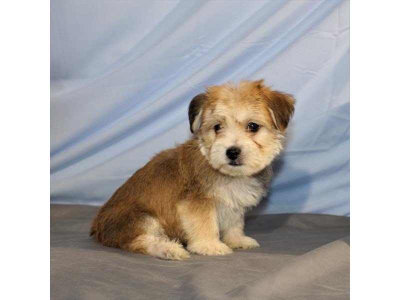 Yorkie/Maltese-DOG-Female-Gold-2014222-My Next Puppy