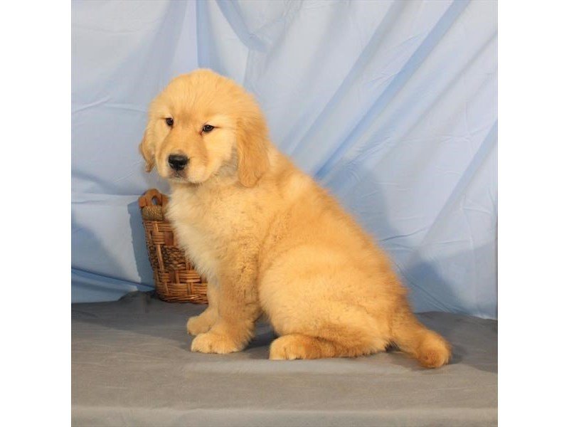 Golden Retriever-DOG-Female-Golden-2014224-My Next Puppy