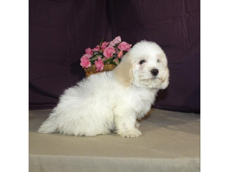 Poodle/Bichon-Male-White / Apricot-2014230-My Next Puppy