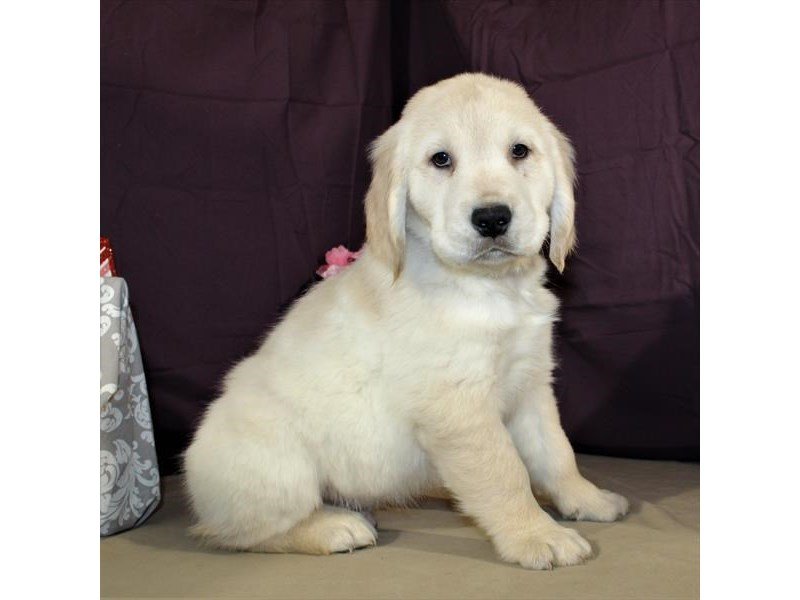 Golden Retriever-DOG-Male-Light Golden-2014232-My Next Puppy