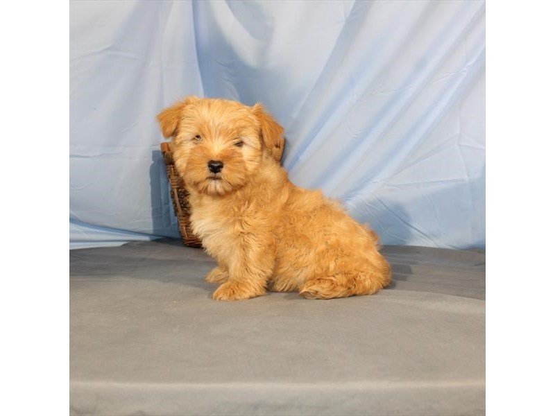 Maltese/Morkie-Male-Red Gold-2014244-My Next Puppy