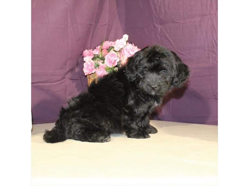 Toy Poodle/Newfoundland-DOG-Female-Black-2014245-My Next Puppy