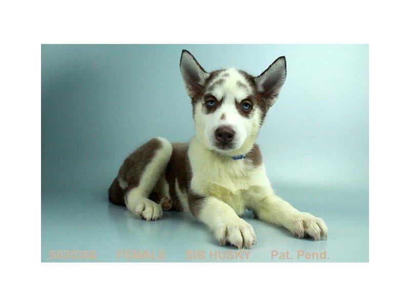 Siberian Husky-DOG-Female-RD & WH-1981965-My Next Puppy