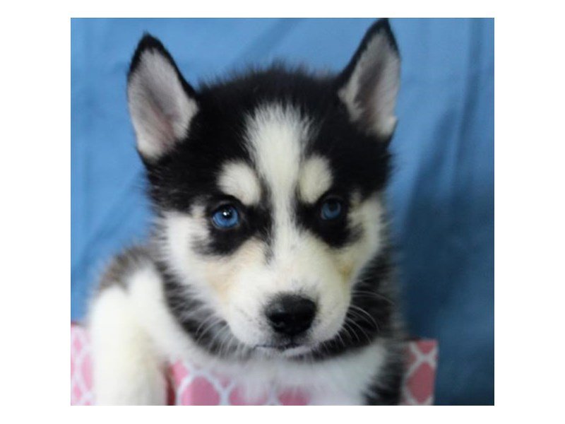 Siberian Husky-DOG-Female-Black / White-1994022-My Next Puppy