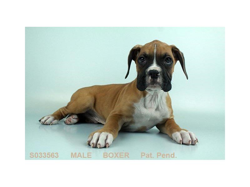 Boxer-DOG-Male-FN:WH MKGS-2013793-My Next Puppy