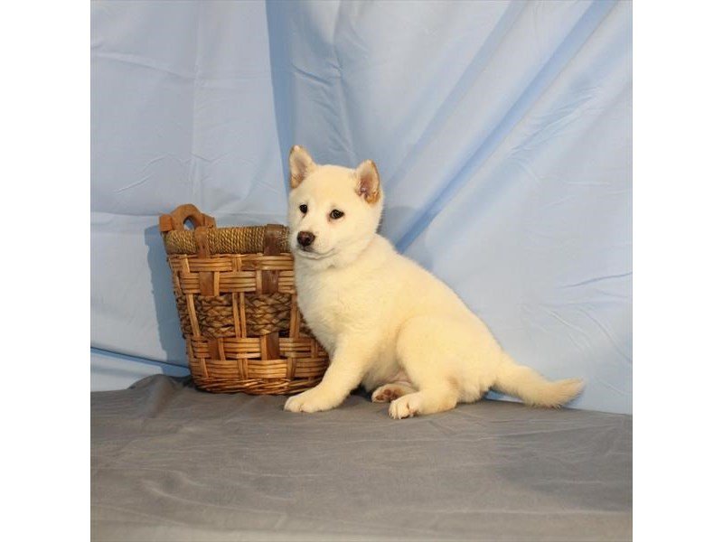 Shiba Inu-DOG-Female-Cream-2014223-My Next Puppy