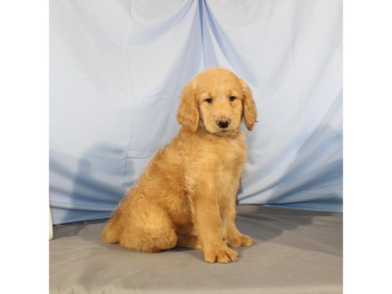 Goldendoodle-DOG-Male-Dark Golden-2019556-My Next Puppy