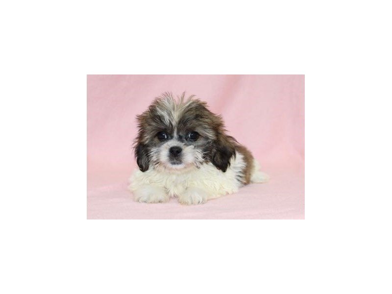 Shih Tzu/Bichon-DOG-Female-Brindle / White-2019562-My Next Puppy