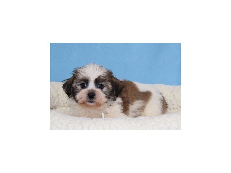 Shih Tzu/Bichon-DOG-Male-Brindle / White-2019565-My Next Puppy