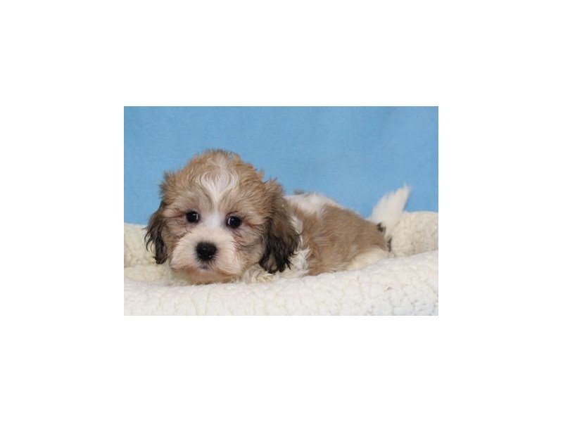 Lhasa Apso/Bichon Frise-DOG-Male-Brindle / White-2019575-My Next Puppy