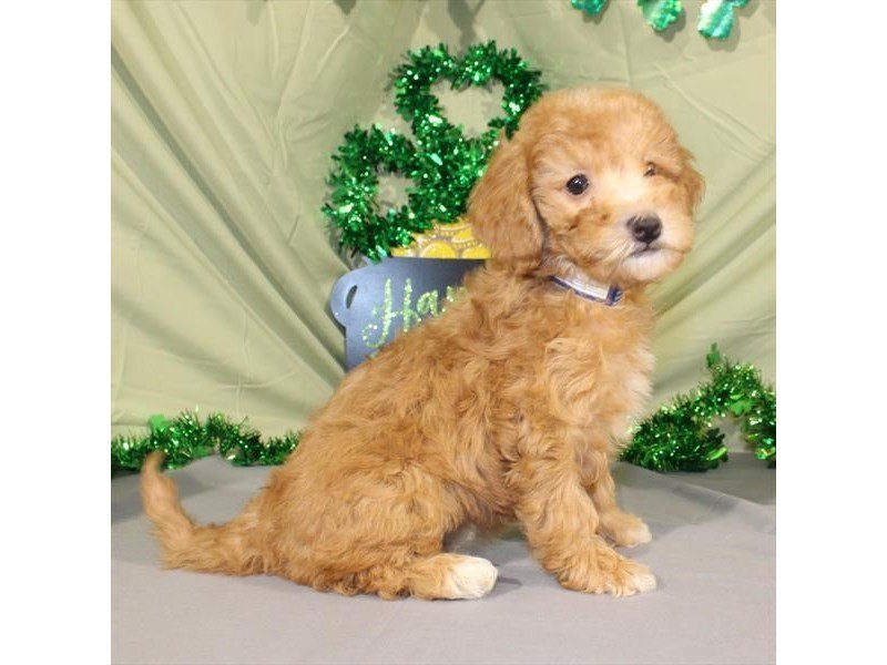 Poodle Mini/Goldendoodle-Female-Dark Golden-2026369-My Next Puppy