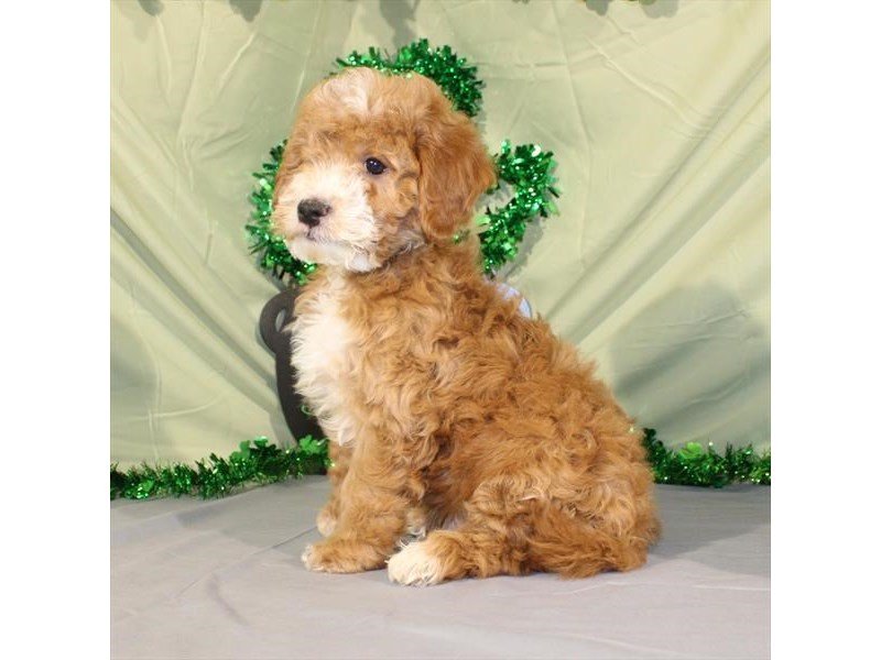 Poodle Mini/Goldendoodle-DOG-Male-Dark Golden-2026371-My Next Puppy