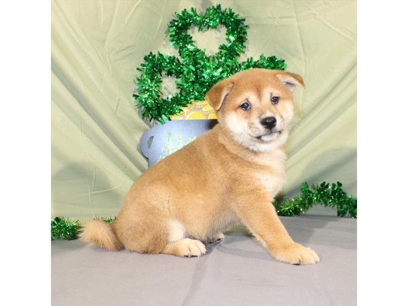 Shiba Inu-DOG-Male-Red Sesame-2026372-My Next Puppy