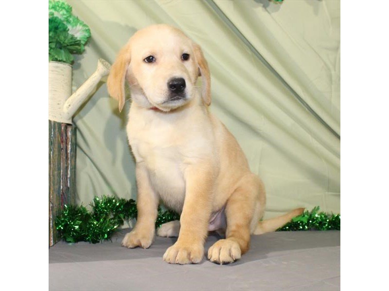 Labrador Retriever-DOG-Male-Yellow-2026373-My Next Puppy